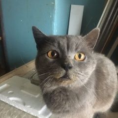 Фото: найдена кошка Британская короткошерстная «Найден кот домашний парень Краснодар» в г. Краснодар
